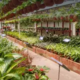 Antoniucci Vivero Productor