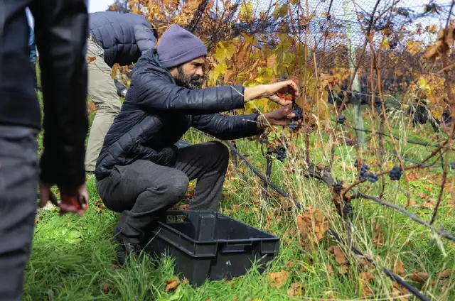 Viñas del Nant y Fall