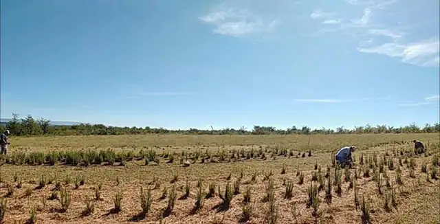 Esencias Naturales De La Meca