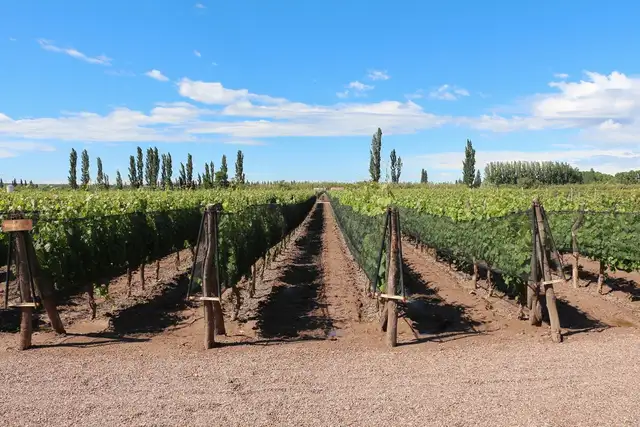 Bodega Dante Robino