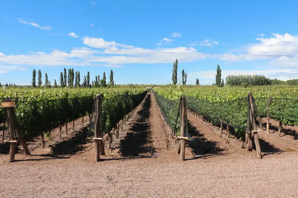 Bodega Dante Robino