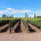 Bodega Dante Robino