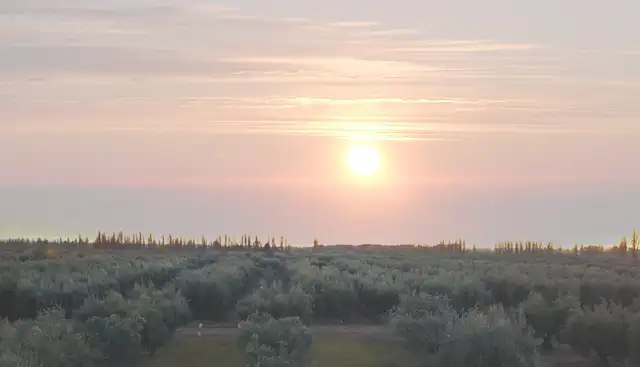Olivícola Laur