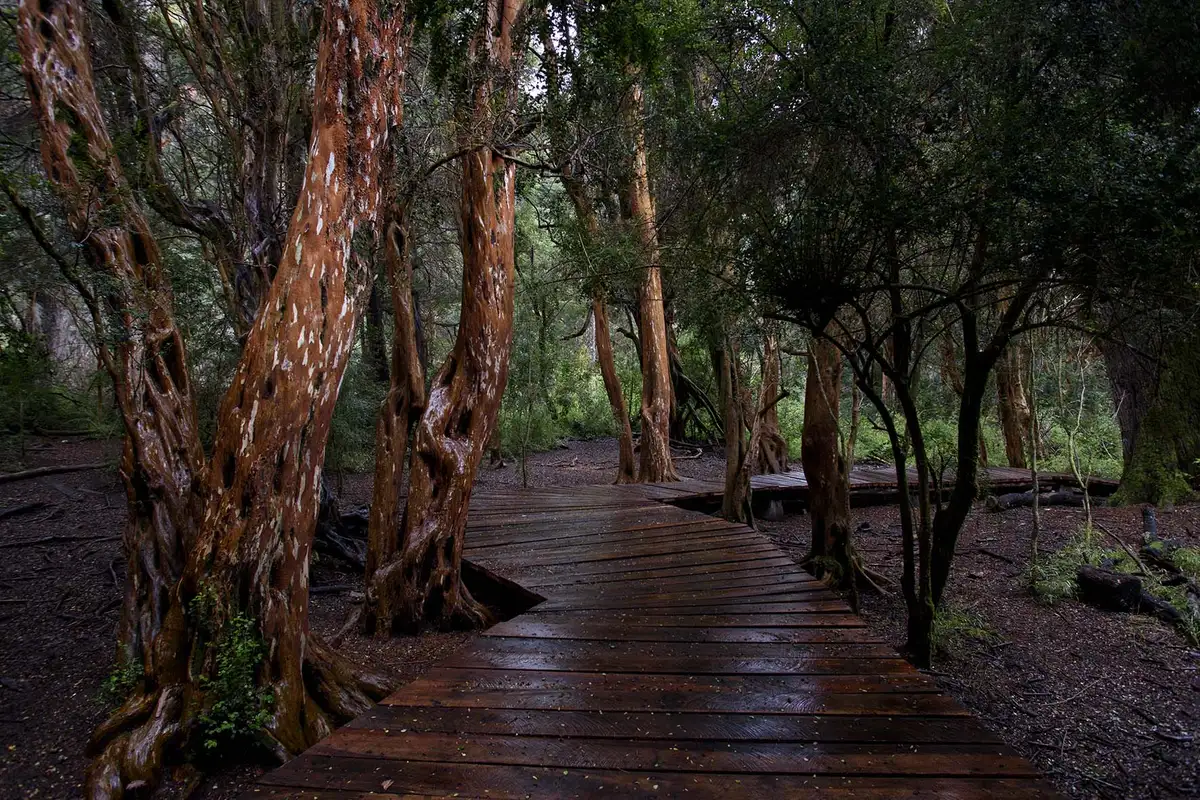 Sendero de los Arrayanes