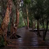 Sendero de los Arrayanes
