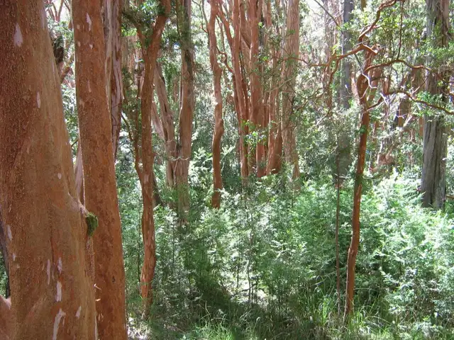 Parque Nacional Los Arrayanes