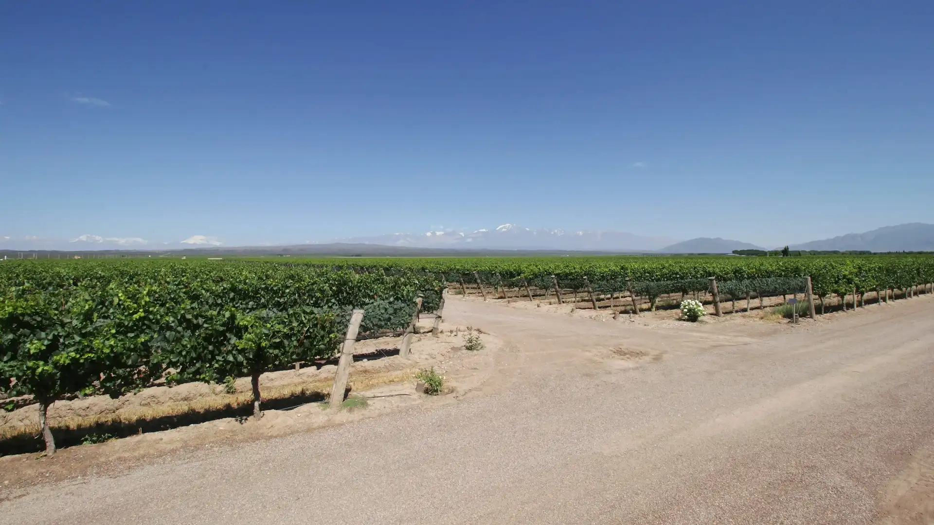 Mendoza